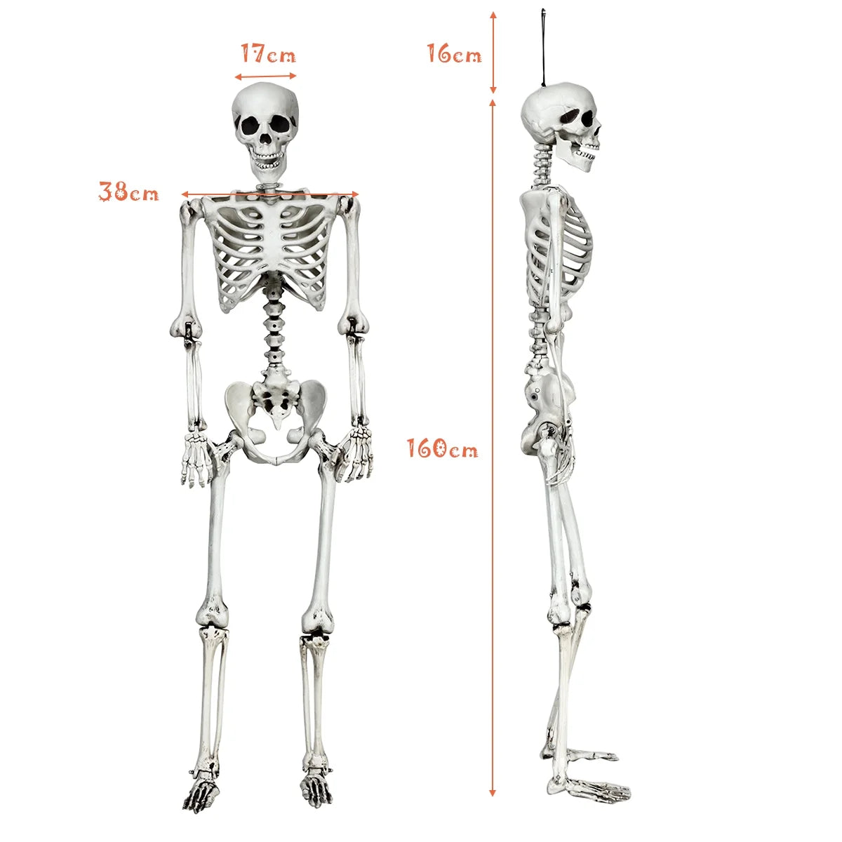 Life-Size Spooky Skeleton with Realistic Joints for a Bone-Chilling Halloween Experience!